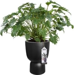 Elho Pure Coupe 41 - Bloempot Voor Binnen & Buiten - Ø 41.3 X H 57.9 Cm - Zwart/Zwart -Camping Series Winkel 1181x1200 2