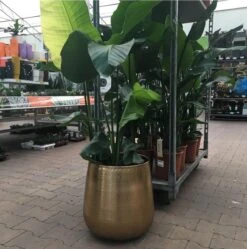 Gina Da Bloempot Karakter Goud - XL -Camping Series Winkel 1191x1200 1