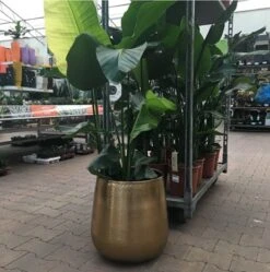 Merkloos Bloempot Karakter Goud - L -Camping Series Winkel 1191x1200 2