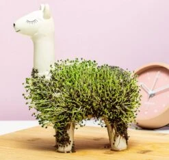 Gift Republic Lama Bloempot Met Zaadjes -Camping Series Winkel 1200x1137 1