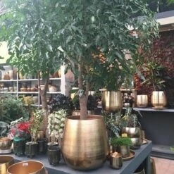 Gina Da Bloempot Karakter Goud - XL -Camping Series Winkel 1200x1200 847