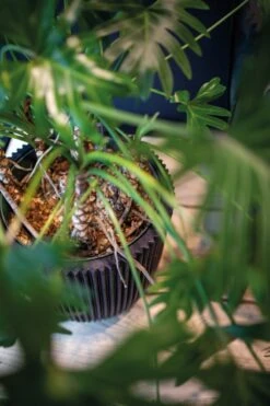 Capi Europe - Vaas Elegant Laag Groove NL - 46x58 - Goud - Voor Binnen En Buiten - KGVGB783 13 Capi Europe - Vaas Elegant Laag Groove NL - 46x58 - Goud - Voor Binnen En Buiten - KGVGB783 -Camping Series Winkel 799x1200 22