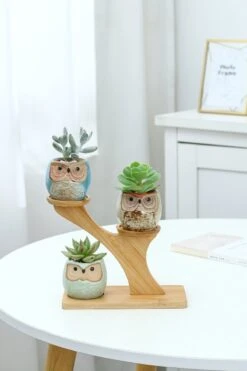 Luxe Bamboe Houten Boom Met 3 Keramiek Uil Bloempotten/Plantenpotten Op Standaard/Voet Voor Binnen En Buiten - Modern Design Bloempot/Plantenpot Op Poten/Pootjes-Plantenbak Mini Cactus Nep Plant Pot Houder - Kleine Bloembakken Plantenrek/Plantenkurk -Camping Series Winkel 800x1200 63