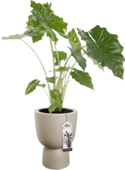 Elho Pure Coupe 35 - Bloempot Voor Binnen & Buiten - Ø 34.9 X H 49.0 Cm - Beige/Balanced Beige -Camping Series Winkel 880x1200 3